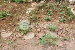 Bán mảnh đất sài đồng, long biên 33m2, chỉ 2 tỷ gần ô tô