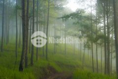 Ban farmstay giap rưng thông xuân tho đa lat