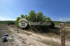 Bán đất diên xuân diên khánh giá rẻ làm vườn