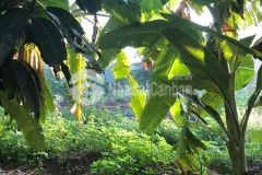 Cần bán 500m2 đất vườn cây lâu năm