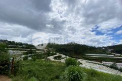 Ban đât view rưng thông đương tư tao xuân tho đa lat