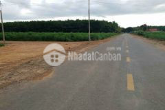 Chủ gửi bán cặp góc tân hội, mặt nhựa 785b 21100 giá 2 tỷ, shr, tc.