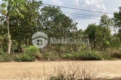 Bán 1 sào vườn bưởi mít tại trà cổ, tân phú, đồng nai, shr 699tr. lh0398888524