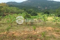 Đất xây sân golf ngay thành phố nha trang khánh hoà dt5000m2 giá 600triệu.