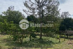 Đất sào giá ngộp cần bán gấp 1248m2 giá chỉ 190tr