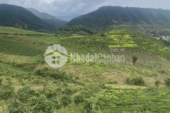 Đất nền mộc châu, giá chỉ 25.000m2, diện tích rộng