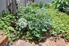 Giá tốt.bán đất thạch cầu, long biên 48m2, chỉ 2,2 tỷ ngõ ô tô