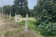 Cần bán đất vườn sầu riêng, bằng phẳng không dốc, cây đang trong thời kỳ thu hoạch