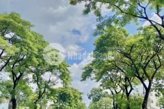 Bán lô đất 160m2 mặt tiền đường d3 kdc phong phú 4, bình chánh lh 0933862860 sương