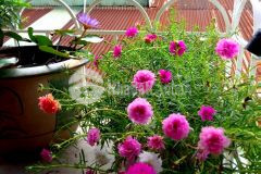 Bán nhà hoàng ngoc phách quận đống đa 37m 4 tầng 7,4 tỷ