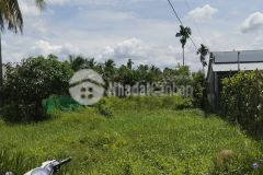 Đất mặt tiền nhựa gò gạch cách 100m lộ vàm 484m2 gần cầu đang làm qua xuân đông chợ gạo