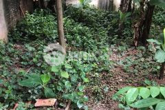 Bán đất mặt phố mới đường đôi 885 tam trinh 81m hoàng mai