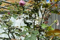 Ban nha sân vươn đương ô tô view đep trung tâm đa lat