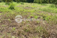 Vườn sầu riêng view suối, hàng sêu đep