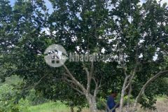 Hàng siêu hót đất trồng bưởi và chôm chôm