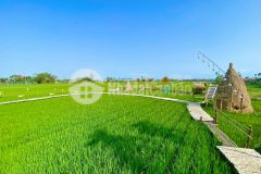 2165m2 làm nhà vườn cực đẹp view đồng lúa thoáng mát giá quá rẻ tại hòa phong