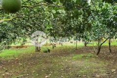 Vườn trái cây đang cho thu hoạch cần bán gấp 190tr