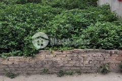 Bán đất hot nhất làng hội cổ bi 85 m2 giá hơn 3 tỷ