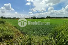Bán đất giá rẻ, tm sông cầu sáng, tân hiệp hóc môn 7260m2 chỉ 18 tỷ tl