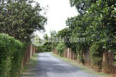 Bán miếng đất 2050m2 vườn bưởi đang thu hoạch 480 triệu