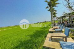 Làm nhà vườn hay kinh doanh cafe trên 2100m2 view lúa cực đẹp tại hòa phong