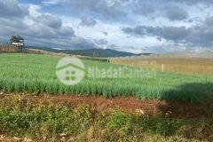 Cơ hội vàng cho anh chị hữu duyên đất ngay đường liên