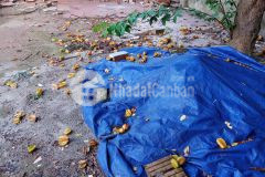 Cần tiền bán gấp mảnh đất bắc biên, ngọc thụy, long biên 55m2 chỉ 2,1 tỷ