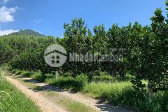 Bán vườn bưởi khánh trung giá rẻ gần ủy ban xã