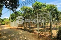 Vườn trái cây đang cho thu hoạch cần bán gấp 290tr