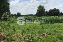 Bán 3000m2 đất xã tân mỹ huyện đức hoà, shr chỉ 4.95 tỷ. lh0903729035.