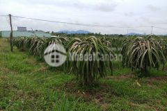 Bán 9180m2 đất xã hàm thạnh bình thuận. shr 170tr1000m2. lh0903897768.