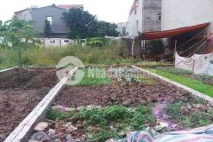 Tôi bán mảnh đất ngô xuân quảng tdp chính trung trâu quỳ, gia lâm, hà nội