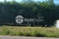 Bán nhanh 297m2 mặt tiền đường dh 509 tân hiệp phú giáo bình dương giá chỉ 295 triệu