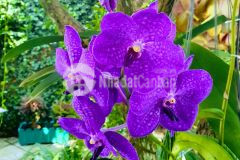 Cơ hội chỉ có một b.án nền 90m² đường b2 kdc phú an, cái răng, tpct, 2,05 t.ỷ