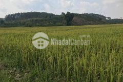 Duy nhất tại tahine, đức trọng, lâm đồng