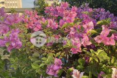 Hàng thơm siêu rẻ, xô viết nghệ tĩnh, p21, đoạn 2 chiều, hxh đỗ cửa, 4.8x15, giá nhỉnh 7 tỷ.