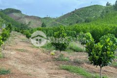 Bán đất vườn khánh phú gần quốc lộ 27c