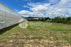 Cực hot giá rẻ chưa bao giờ có