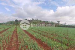 Cực sốc đất tại đạ ròn có view tháp kinh luân lớn nhất thế giới