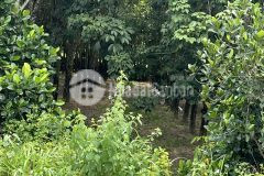 Bán đất thổ cư tại châu thành tây ninh