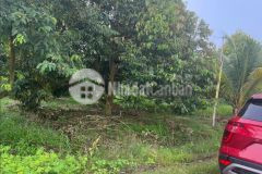 Bán gấp miếng vườn sầu riêng 4 năm tuổi mặt tiền dg nhựa sổ riêng