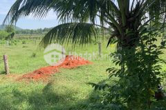 Chính chủ cần bán đất cây lâu năm