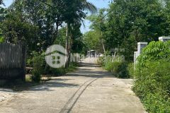 Bán lô hòa khương đẹp giá cực rẻ dành cho khách mua ở