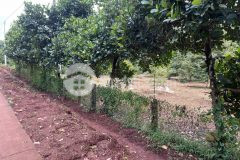 Bán gấp lô đất 1000m2 trên hình sổ riêng thổ cư giá 290 triệu