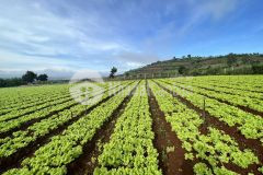 Nóng hổi vừa thổi vừa xem thôi