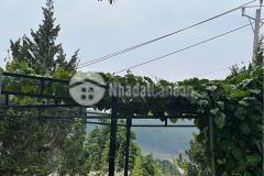Nha ban sân vươn nghi dương chi 8trm2 ta nung đa lat