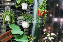 Chung cư celadon city, quận tân phú, cho thuê căn hộ dt 71m2, 2pn, 2wc giá 14tr