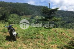 Bán gấp 3 xào đất bằng phẳng gần em tà nung coffee farm