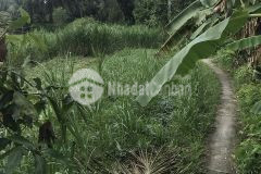 Bán 999,8m2 đất xã lương hòa lạc chợ gạo tiền giang, shr, 4 tỷ. lh0964909090