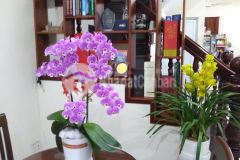 Nhà hẻm 1 xẹt dt 64m2 tại cư xá bắc hải q11 giá 15,5 tỷ